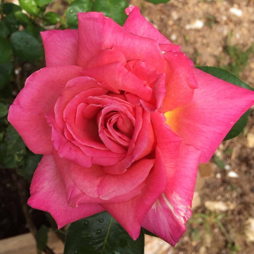 OFFERS WELCOME Meet your Posh Ambassador Teresa